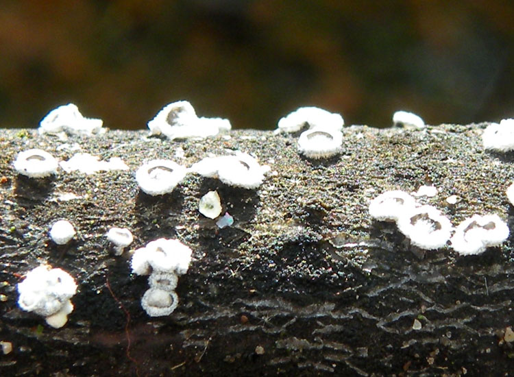 Forse � un ascomicete...(cfr. Lachnella sp.)